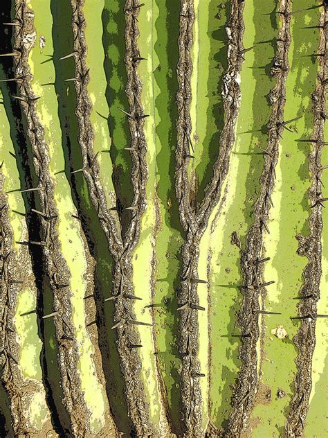 Most cactus encounters aren't quite that harrowing. Cactus Skin Photograph by Jesus Nicolas Castanon
