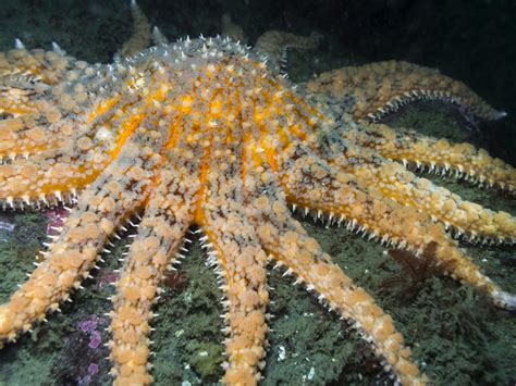 Starfish Are Dying Out Fast Along Americas Pacific Coast Discover