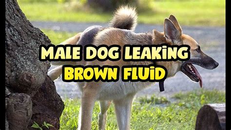 Dog Leaking Brown Liquid From Anal Gland Youtube