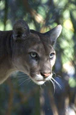 No more than 30 florida panthers were left, and if the state wants to avoid panthers slipping back into the same genetic trouble they were in 24 years. Florida State Animal: Florida Panther (Felis concolor coryi)