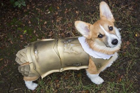 The Queens Corgis — My Puppys Kingsguard Costume For Halloween At