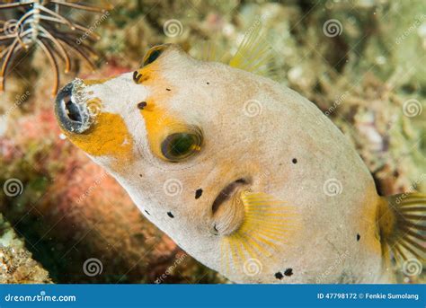 Blackspotted Pufferfish In Ambon Maluku Indonesia Underwater Photo