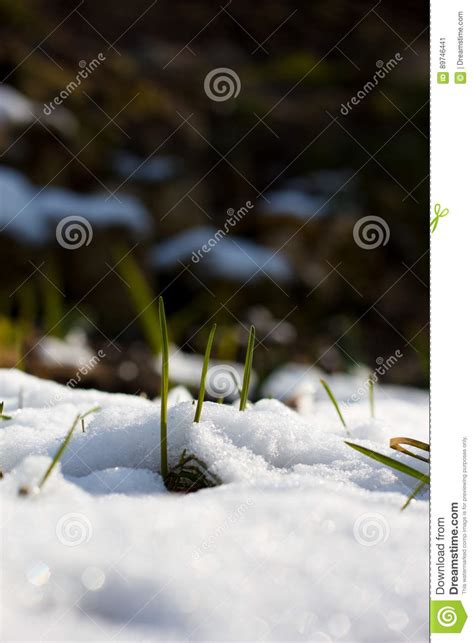 First Flowers Of Spring Growing Through Snow Under The Sunlight Stock