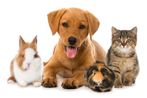 Why Pets Are Wonderful: National Pet Day - Bensons for Beds
