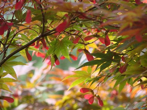 Free Best Pictures Japanese Maple Trees Wallpapers