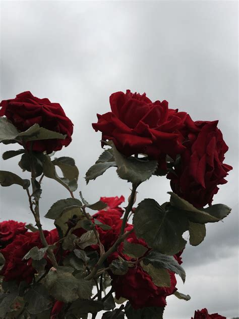 Astheticwallpaperiphonenature Rose Flower Wallpaper Aesthetic Roses