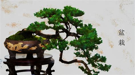 Bonsai Tree Wallpaper 67 Images