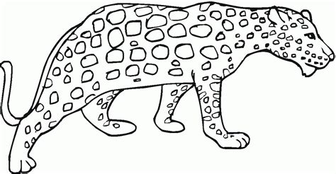 Cheetah Coloring Pages To Print Coloring Home