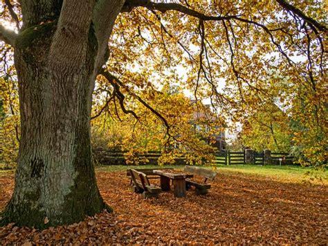 Idyllic Picnic Spot Under An Old Oak Tree In Autumn In Wendland