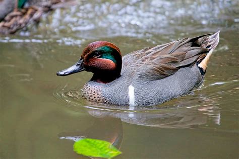 Green Winged Teal Photograph By Athena Mckinzie Pixels