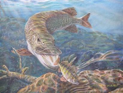 Pike Fishing Fish Northern Muskie Paintings Weiss