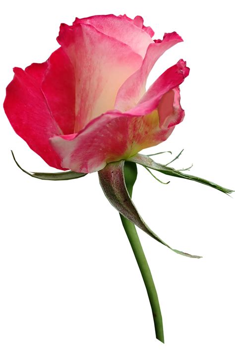 Rose Bud Fragrant Cut Free Photo On Pixabay Pixabay