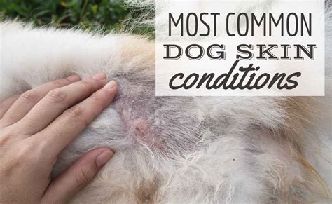 Types Of Dog Skin Conditions