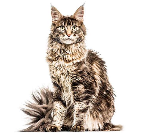 Maine Coon Cat Breed Information Purina