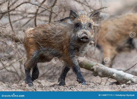 Wild Boar In Forest Stock Image Image Of Animal Nature 144877115