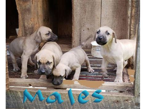 males   females nkc reg black mouth cur puppies  booneville kentucky puppies  sale