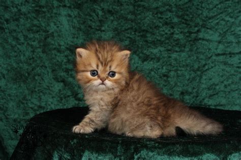 Do persian cats get along with other cats? Persian, Persian kittens, Cats, for Sale, Price