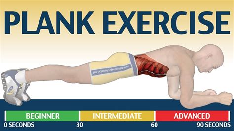 Plank Exercise Muscles Used