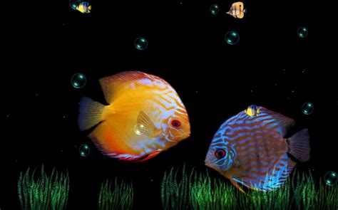 HD wallpaper | Красочные рыбы, Тропические рыбы, Аквариумная рыбка