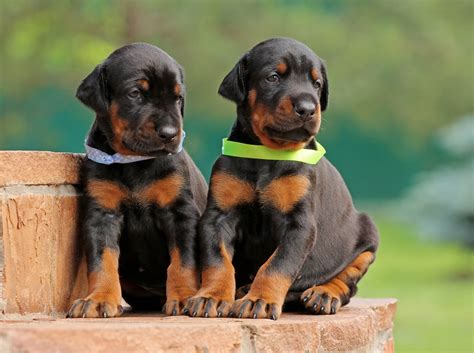 5 Facts About Doberman Pinschers Greenfield Puppies