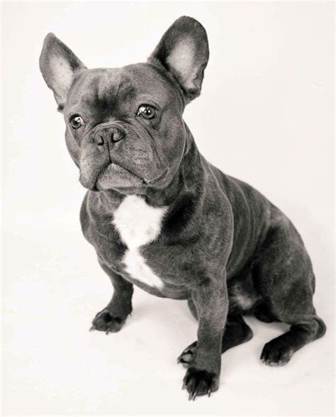 1835 x 2448 jpeg 1837 кб. PROVEN FRENCH BULLDOG FOR STUD ONLY | Stevenage ...