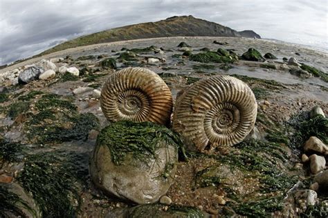 Pair Of Ammonite Fossils At Charmouth Beach Submitted By David