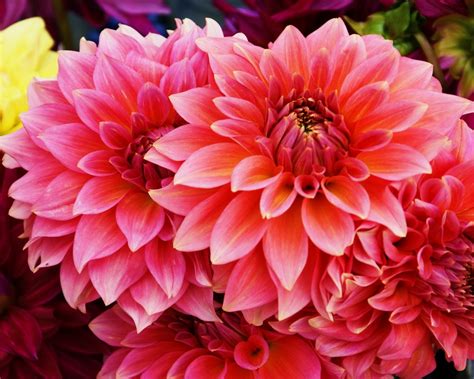 Dahlias Flowers Wallpapers And Photos 332919