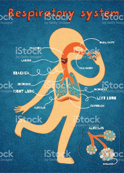 Vector Cartoon Illustration Of Human Respiratory System For Kids Stock