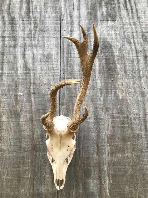 Weird Non Typical Sika Deer Antlers On Full Skull Log Cabin Etsy