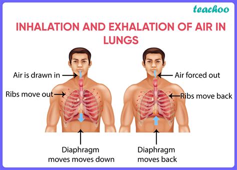⛔ Describe The Mechanism Of Respiration Mechanism Of Breathing And Its