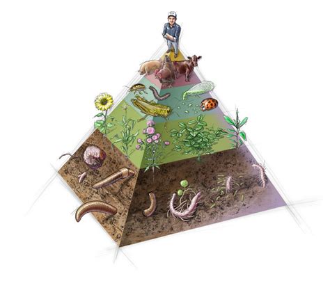 Horse, giraffe, elephant, zebra, rabbit, cow/ eagle, lion, bear learn how to make a food pyramid with animals in a a coniferous forest ecosystem around your home. Build a Healthy Food Pyramid