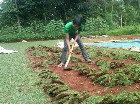 Tekstur rumput jepang hampir mirip dengan rumput peking, hanya saja kerapatan tumbuh kembangnya daun lebih jarang. jual Rumput Gajah mini, Rumput Jepang (Rumput peking ...