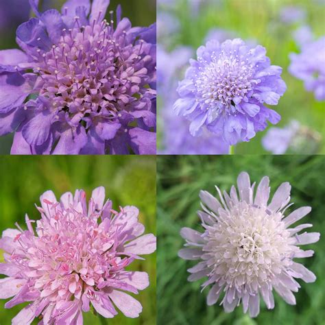 Scabiosa Flower Seeds Higro Mix 500 Seeds Lavendar And Blue