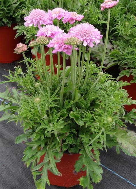 Pincushion Flower Scabiosa Columbaria Pink Mist From Growing Colors