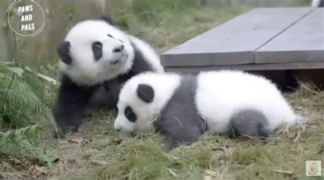 Видео почему детеныши панд — самые очаровательные существа на свете