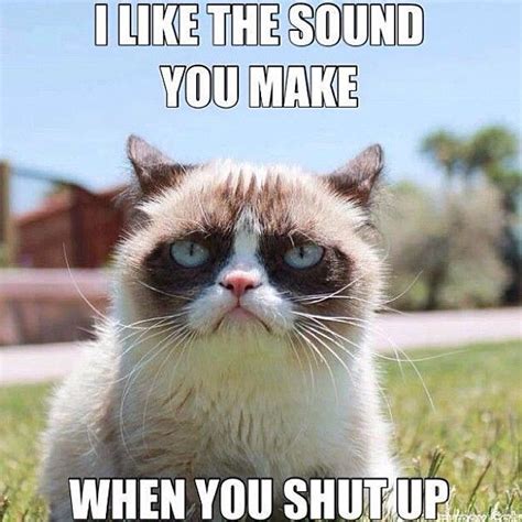Grumpy Cat Dont Care Grumpy Cat Humor Grumpy Cat Meme Grumpy Cat