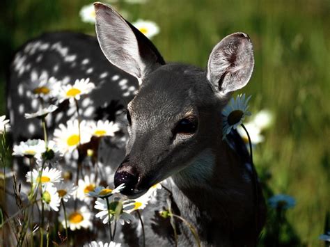 A Very Unusual Genetic Color Variation In White Tailed Deer Produces