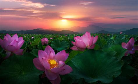 Sunset Over The Lotus Pond Pond Lotus Flowers Bonito Sunset Hd