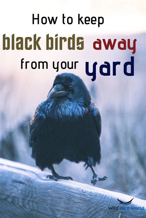 How To Get Rid Of Blackbirds But Not Other Birds Birdlf