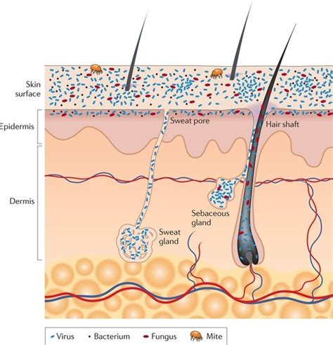 How Deep Do Bacteria Live Inside Skin Quora