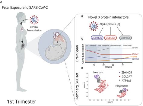 Frontiers Novel Targets Of Sars Cov 2 Spike Protein In Human Fetal