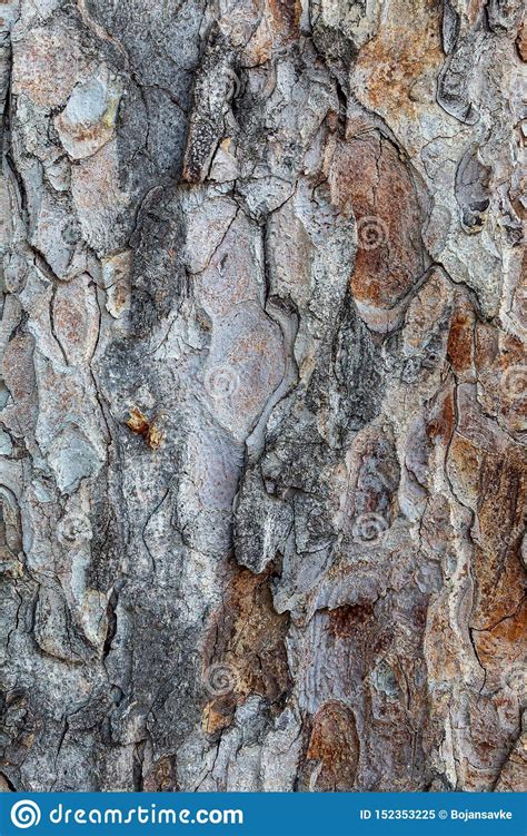 closeup-embossed-tree-bark-texture-for-background-or-overlay-stock-image-image-of-closeup