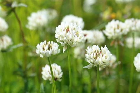 All About White Clover Minneopa Orchards