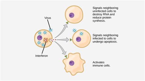 Viral Life Cycle Steps Of Viral Infection