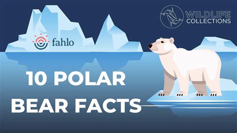 10 Interesting Polar Bears Facts We Bet You Didnt Know Fahlo