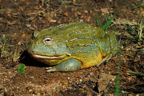 Bullfrog Sex Is Fascinating And Just A Little Scary Wtf Earth Touch News