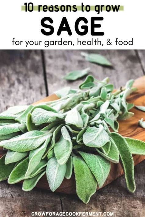 Sage Is An Awesome Herb You Should Be Growing For Many Reasons Lets