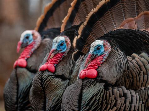 How Wild Turkeys Find Love The New York Times
