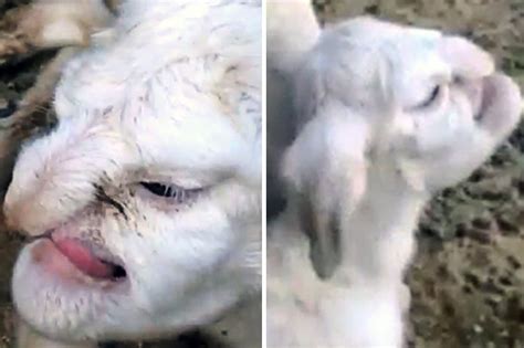 Lamb Born With Human Face Terrifies Village Daily Star