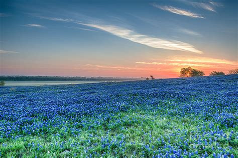 Bluebonnets Sunrise In Texas Spring Flowers And Texas Wildflowers